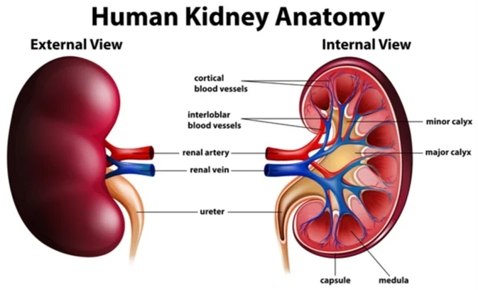HIV/TB and kidney disease—what you need to know!